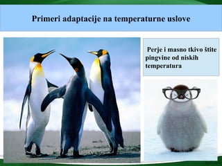 Primeri adaptacije na temperaturne uslove
Perje i masno tkivo štite
pingvine od niskih
temperatura
 