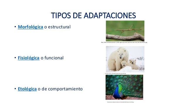 Adaptación de especies, tipos de adaptación y ejemplos