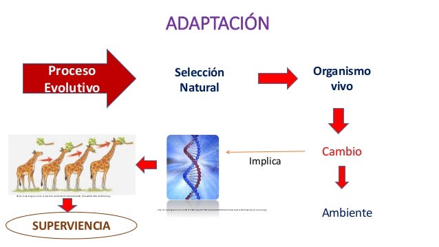 Adaptación de especies, tipos de adaptación y ejemplos