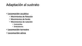 Adaptación al sustrato
• Locomoción acuática
• Movimientos de flotación
• Movimientos de fondo
• Movimientos de natación
• Contráctiles
• Ondulatorios
• Locomoción terrestre
• Locomoción aérea
 