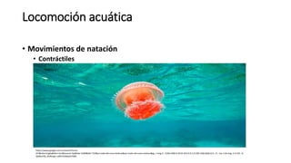 Locomoción acuática
• Movimientos de natación
• Contráctiles
https://www.google.com.ec/search?hl=es-
419&site=imghp&tbm=isch&source=hp&biw=1600&bih=732&q=nado+de+una+meduza&oq=nado+de+una+meduza&gs_l=img.3...1266.4384.0.4519.18.9.0.9.1.0.238.1166.0j4j2.6.0....0...1ac.1.64.img..5.4.532...0.
XjbRxmXb_Oc#imgrc=yNEH1D6dy9s7QM:
 