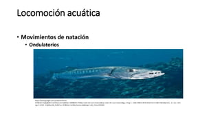 Locomoción acuática
• Movimientos de natación
• Ondulatorios
https://www.google.com.ec/search?hl=es-
419&site=imghp&tbm=isch&source=hp&biw=1600&bih=732&q=nado+de+una+meduza&oq=nado+de+una+meduza&gs_l=img.3...1266.4384.0.4519.18.9.0.9.1.0.238.1166.0j4j2.6.0....0...1ac.1.64.i
mg..5.4.532...0.XjbRxmXb_Oc#hl=es-419&tbm=isch&q=barracuda&imgrc=wR_c5mvs1RSiAM:
 