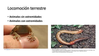 Locomoción terrestre
• Animales sin extremidades
• Animales con extremidades
Fuente ISFTIC bajo licencia Creative Commons. https://www.google.com.ec/search?hl=es-
419&site=imghp&tbm=isch&source=hp&biw=1600&bih=732&q=nado+de+una+meduza&oq=nado+de+una+meduza&gs_l=img
.3...1266.4384.0.4519.18.9.0.9.1.0.238.1166.0j4j2.6.0....0...1ac.1.64.img..5.4.532...0.XjbRxmXb_Oc#hl=es-
419&tbm=isch&q=an%C3%A9lidos&imgrc=wraSnALNOcdqIM:
 