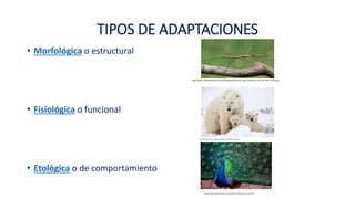 TIPOS DE ADAPTACIONES
• Morfológica o estructural
• Fisiológica o funcional
• Etológica o de comportamiento
http://www.animalesextremos.com/Imagenes/insectos-palo-mascotas-mas-raras-del-mundo.jpg
http://deanimalia.com/images/full/regionespolares/osopolar5.jpg
http://www.pavorealpedia.com/wp-content/uploads/2016/05/pavo-real-india1.jpg
 
