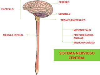 CEREBRO CEREBELO MÉDULA ESPINAL TRONCO ENCEFÁLICO ENCÉFALO SISTEMA NERVIOSO CENTRAL MESENCÉFALO PROTUBERANCIA ANULAR BULBO RAQUÍDEO 