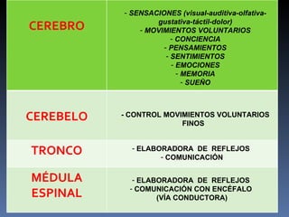 SENSACIONES (visual-auditiva-olfativa-gustativa-táctil-dolor) MOVIMIENTOS VOLUNTARIOS CONCIENCIA PENSAMIENTOS SENTIMIENTOS EMOCIONES MEMORIA SUEÑO - CONTROL MOVIMIENTOS VOLUNTARIOS FINOS  ELABORADORA  DE  REFLEJOS  COMUNICACIÓN ELABORADORA  DE  REFLEJOS  COMUNICACIÓN CON ENCÉFALO  (VÍA CONDUCTORA) CEREBRO CEREBELO TRONCO MÉDULA ESPINAL 