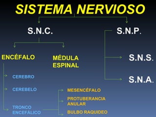 SISTEMA NERVIOSO S.N.C. S.N.P . ENCÉFALO MÉDULA  ESPINAL CEREBRO CEREBELO TRONCO ENCEFÁLICO MESENCÉFALO PROTUBERANCIA ANULAR BULBO RAQUIDEO S.N.S . S.N.A . 
