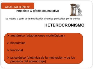  anatómico (adaptaciones morfológicas)
 bioquímico
 funcional
 psicológico (dinámica de la motivación y de los
procesos del aprendizaje).
ADAPTACIONES:
inmediata & efecto acumulativo
se modula a partir de la modificación dinámica producidas por la crónica
HETEROCRONISMO
 