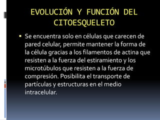 EVOLUCIÓN Y FUNCIÓN DEL
CITOESQUELETO
 Se encuentra solo en células que carecen de
pared celular, permite mantener la forma de
la célula gracias a los filamentos de actina que
resisten a la fuerza del estiramiento y los
microtúbulos que resisten a la fuerza de
compresión. Posibilita el transporte de
partículas y estructuras en el medio
intracelular.
 