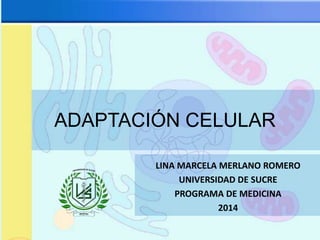 ADAPTACIÓN CELULAR
LINA MARCELA MERLANO ROMERO
UNIVERSIDAD DE SUCRE
PROGRAMA DE MEDICINA
2014
 