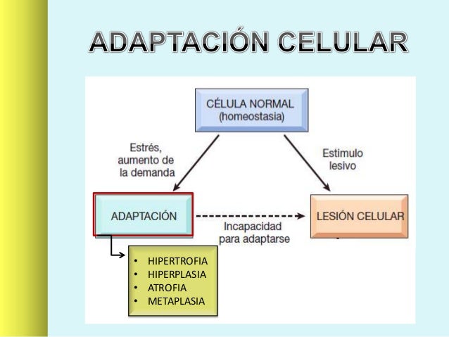 Adaptación celular