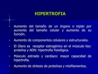 HIPERTROFIA
- Aumento del tamaño de un órgano o tejido por
aumento del tamaño celular y aumento de su
función.
- Aumento de componentes celulares y estructurales.
- El Útero es receptor estrogénico en el músculo liso:
proteína y ADN: hipertrofia fisiológica.
- Músculo estriado y cardiaco: mayor capacidad de
hipertrofia.
- Aumento de síntesis de proteínas y miofilamentos.
 