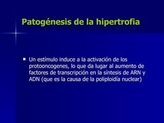 Patogénesis de la hipertrofia
Patogénesis de la hipertrofia
 Un estímulo induce a la activación de los
Un estímulo induce a la activación de los
protooncogenes, lo que da lugar al aumento de
protooncogenes, lo que da lugar al aumento de
factores de transcripción en la síntesis de ARN y
factores de transcripción en la síntesis de ARN y
ADN (que es la causa de la poliploidía nuclear)
ADN (que es la causa de la poliploidía nuclear)
 