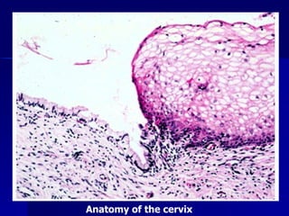Anatomy of the cervix
 
