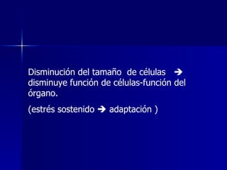 Disminución del tamaño de células 
disminuye función de células-función del
órgano.
(estrés sostenido  adaptación )
 