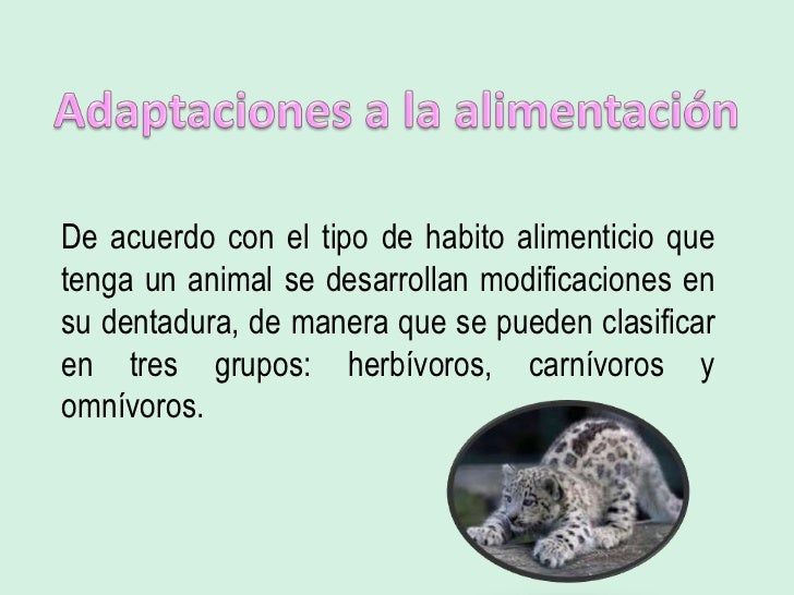 Adaptación de los seres vivos