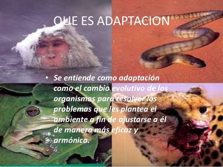 Adaptación de los seres vivos