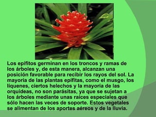 Los epífitos germinan en los troncos y ramas de los árboles y, de esta manera, alcanzan una posición favorable para recibir los rayos del sol. La mayoría de las plantas epífitas, como el musgo, los líquenes, ciertos helechos y la mayoría de las orquídeas, no son parásitas, ya que se sujetan a los árboles mediante unas raíces especiales que sólo hacen las veces de soporte. Estos vegetales se alimentan de los aportes aéreos y de la lluvia. 