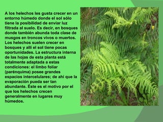 A los helechos les gusta crecer en un entorno húmedo donde el sol sólo tiene la posibilidad de enviar luz filtrada al suelo. Es decir, en bosques donde también abunda toda clase de musgos en troncos vivos o muertos. Los helechos suelen crecer en bosques y allí el sol tiene pocas oportunidades. La estructura interna de las hojas de esta planta está totalmente adaptada a estas condiciones: el limbo foliar (parénquima) posee grandes espacios intercelulares; de ahí que la evaporación pueda ser tan abundante. Éste es el motivo por el que los helechos crecen generalmente en lugares muy húmedos.  