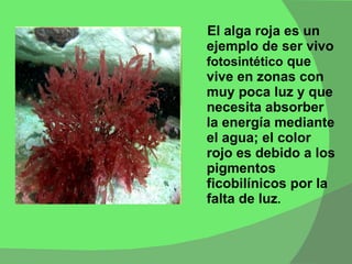 El alga roja es un ejemplo de ser vivo  fotosintético  que vive en zonas con muy poca luz y que necesita absorber la energía mediante el agua; el color rojo es debido a los pigmentos ficobilínicos por la falta de luz .  