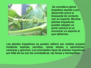 Las plantas trepadoras se pueden adherir por medios propios mediante espinas, zarcillos, raíces aéreas o adventicias, ventosas y ganchos. Los principales tipos de plantas trepadoras por falta de luz son las enredaderas, las lianas y hemiepífitas.  Se considera planta trepadora aquella cuyo desarrollo prevé la búsqueda de contacto con un soporte. Muchas plantas trepadoras pueden adoptar un porte rastrero al no encontrar un soporte al que adherirse.  