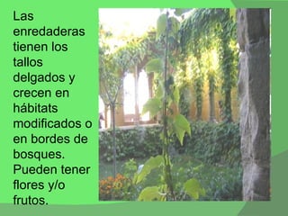 Las enredaderas tienen los tallos delgados y crecen en hábitats modificados o en bordes de bosques. Pueden tener flores y/o frutos.  