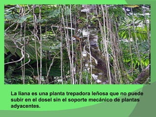 La liana es una planta trepadora leñosa que no puede subir en el dosel sin el soporte mecánico de plantas adyacentes. 