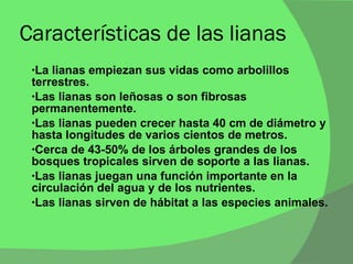 Características de las lianas La lianas empiezan sus vidas como arbolillos terrestres. Las lianas son leñosas o son fibrosas permanentemente. Las lianas pueden crecer hasta 40 cm de diámetro y hasta longitudes de varios cientos de metros. Cerca de 43-50% de los árboles grandes de los bosques tropicales sirven de soporte a las lianas. Las lianas juegan una función importante en la circulación del agua y de los nutrientes. Las lianas sirven de hábitat a las especies animales. 