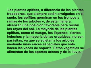 Las plantas epífitas, a diferencia de las plantas trepadoras, que siempre están arraigadas en el suelo, los epífitos germinan en los troncos y ramas de los árboles y, de esta manera, alcanzan una posición favorable para recibir los rayos del sol. La mayoría de las plantas epífitas, como el musgo, los líquenes, ciertos helechos y la mayoría de las orquídeas, no son parásitas, ya que se sujetan a los árboles mediante unas raíces especiales que sólo hacen las veces de soporte. Estos vegetales se alimentan de los aportes aéreos y de la lluvia. 
