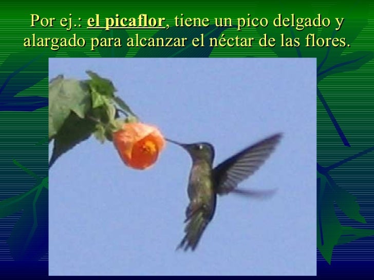 Adaptación De Seres Vivos
