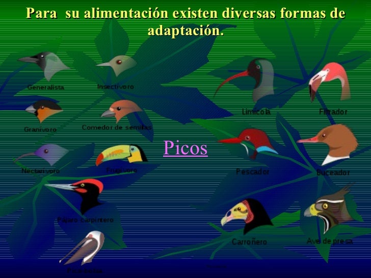 Adaptación De Seres Vivos