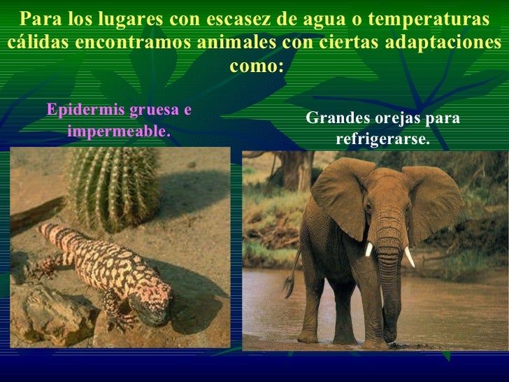 Adaptación De Seres Vivos