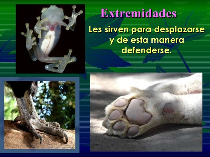 Adaptación De Seres Vivos