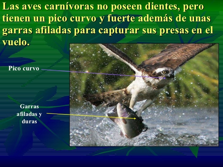 Adaptación De Seres Vivos