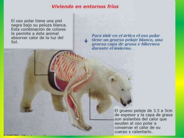 Adaptación fisiológica
