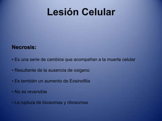 Lesión CelularLesión ReversiblePosee dos aspectos importantes Hinchazón Celular, Cambio Graso y Necrosis.