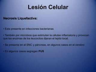  Se manifiesta por medio de vacuolas lipidicas pequeñas o grandes en el citoplasma 