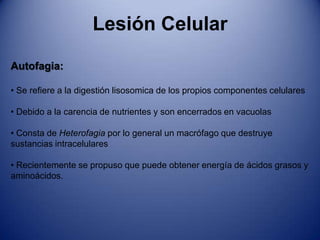  La ruptura de lisosomas y ribosomas Lesión CelularTipos de NecrosisCoagulativa: 