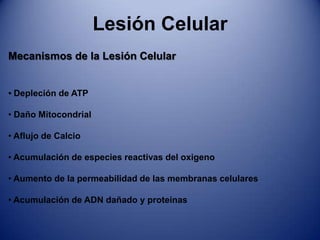 Grasa: Lesión CelularNecrosis Coagulativa:Aparece en situaciones de Isquemia o de infarto.