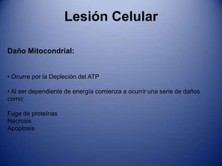  Se presenta en órganos como corazón, riñón y bazo