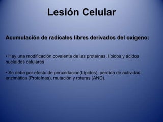  Se preserva la arquitectura celular