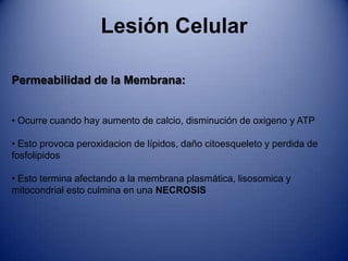 Lesión CelularNecrosis Liquefactiva: Esta presente en infecciones bacterianas