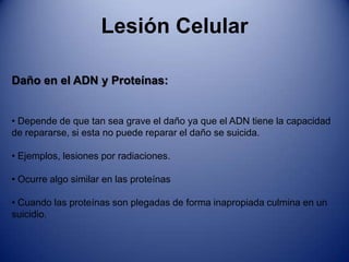También por microbios que estimulan la células inflamatoria y provocan que las enzimas de los leucocitos dijeran el tejido local.