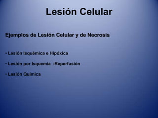 Se presenta en el SNC y páncreas, en algunos casos en el cerebro