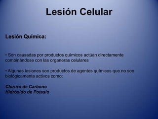  Se superpone que es producto de infecciones bacterianas