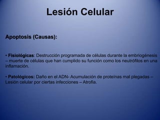  Seca: Flujo sanguíneo interrumpido