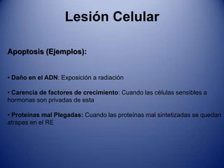  Posee un borde inflamatorio distintivo 