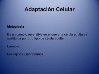 Adaptación CelularHiperplasiaEs el aumento del numero de células en un órgano o tejido normal 