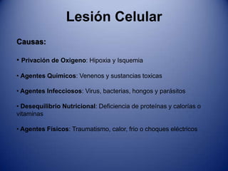 Lesión Celular