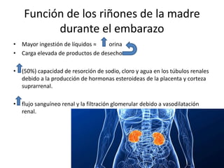 Función de los riñones de la madre 
durante el embarazo 
• Mayor ingestión de líquidos ≈ orina 
• Carga elevada de productos de desecho 
• (50%) capacidad de resorción de sodio, cloro y agua en los túbulos renales 
debido a la producción de hormonas esteroideas de la placenta y corteza 
suprarrenal. 
• flujo sanguíneo renal y la filtración glomerular debido a vasodilatación 
renal. 
 